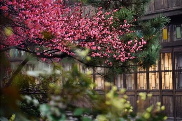 繁花赏乌村，“野火饭”尝春味，重启2020年吧！