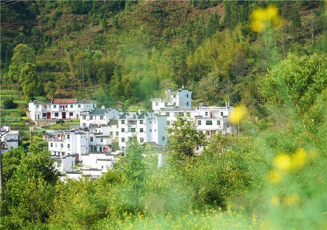 实拍中国最美乡村的春天，婺源万亩油菜花盛放，云海梯田天上人间