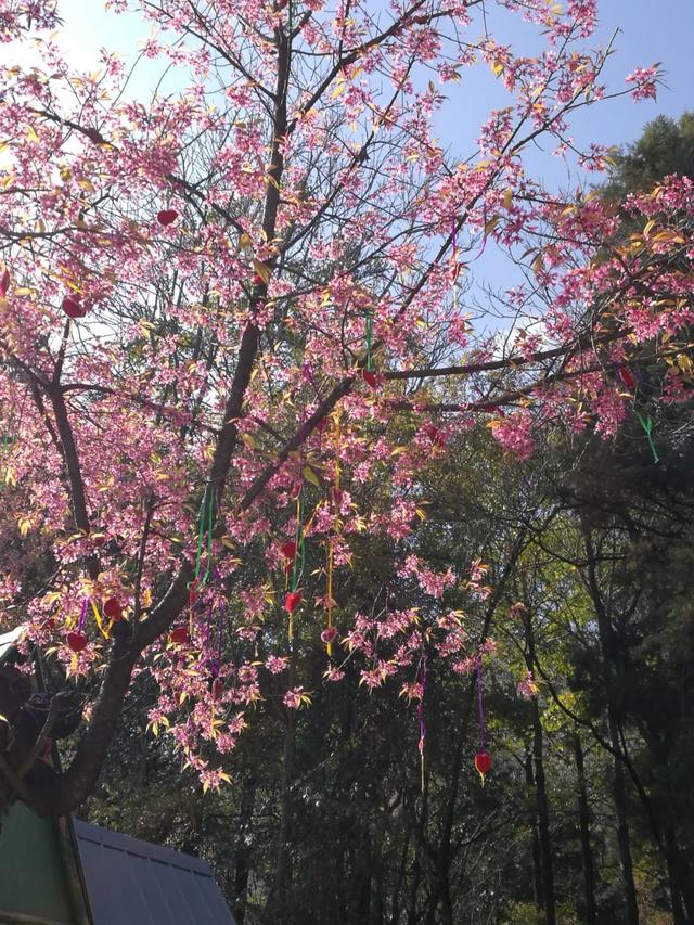 大理苍山下洱海边的白族院落民宿，去闻闻大理的春天丨泊心云舍