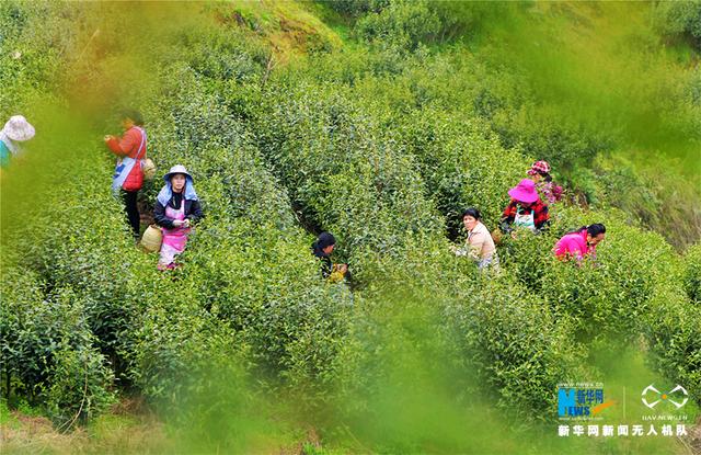 春分｜十张图片告诉你：山城无处不飞花