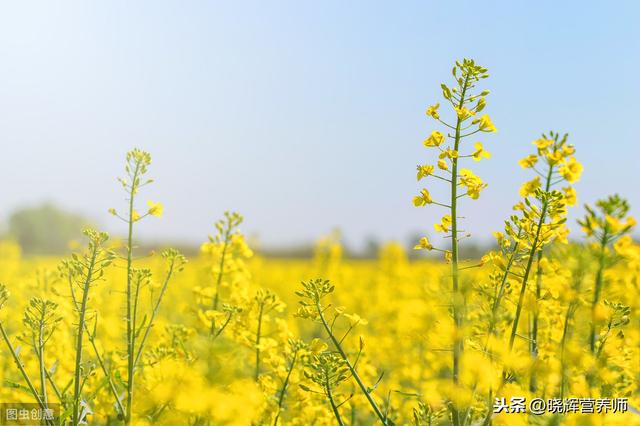 清明前后，除蒲公英和艾蒿外，枸杞叶清肝明目是一年中难得的美味