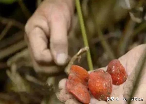 盘点世界上最甜的5种水果，大部分来自中国