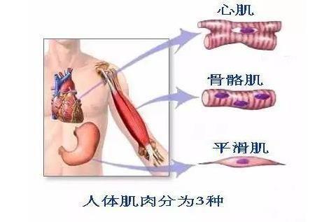 健身如何快速增肌？增肌全攻略训练，让你30天见效果