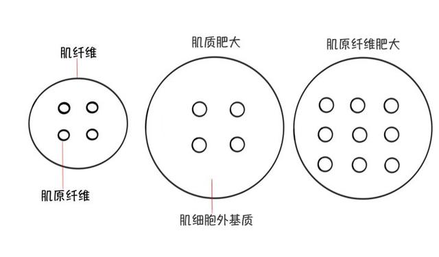 健身如何快速增肌？增肌全攻略训练，让你30天见效果