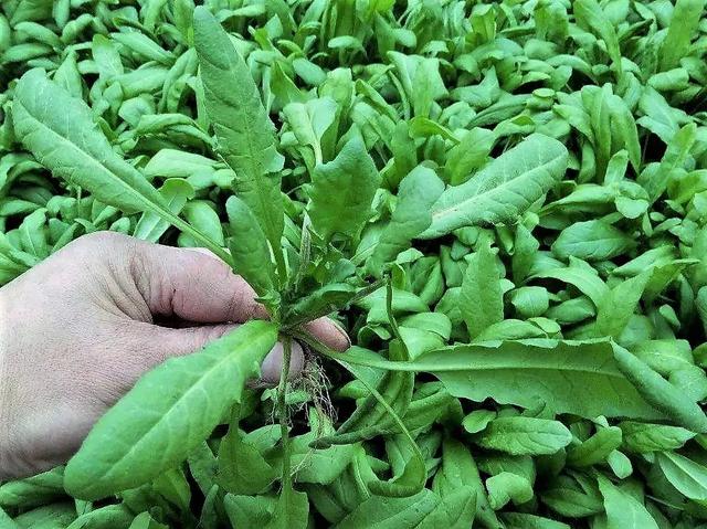 灵隐寺推荐时蔬 春季野菜的珍品——“灵丹草”荠菜