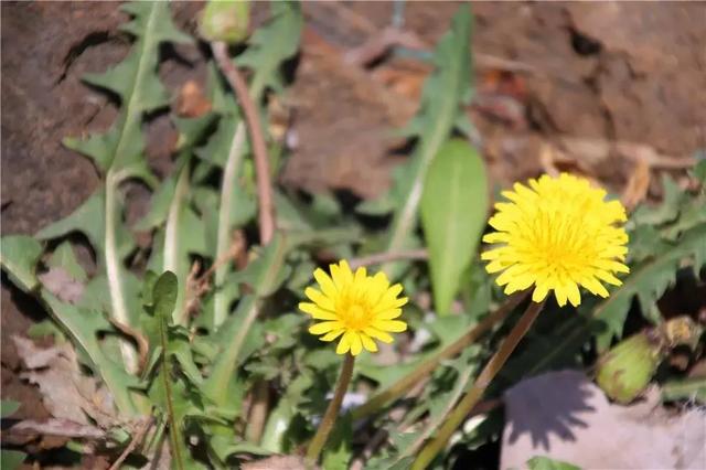 春季食“野”，何必辛苦埋头“拔草”！