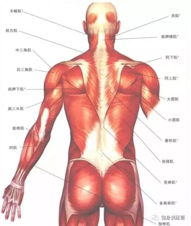 增肌的原理，90%的健身者都不懂！