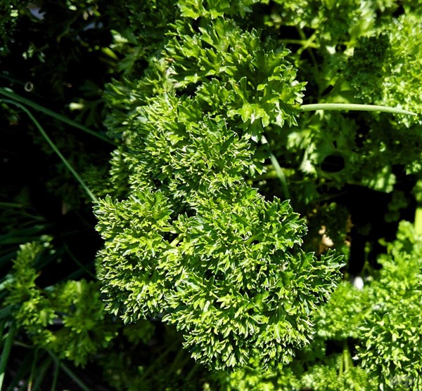 女性常喝“香菜根”泡水，4大好处不请自来，但3个注意事项要牢记