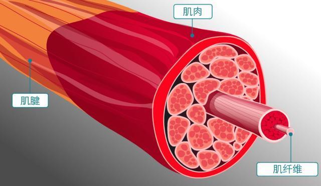 增肌要选择哪些运动方式？运动强大又是怎样时最合适？