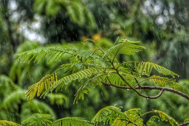 谷雨，煎茶煮雨当此时