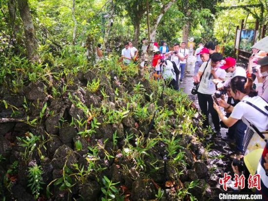 图为海口特色火山石斛乡村旅游。(资料图片) 尹海明 摄