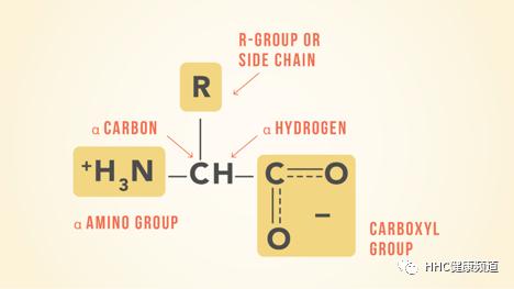 什么是必需氨基酸？