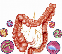 为什么肠道健康很重要？