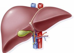 肝脏健康出现问题，饮食上要注意哪些