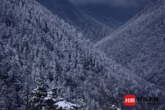 雪后夹金山满天飞雪 银装素裹成冰雪世