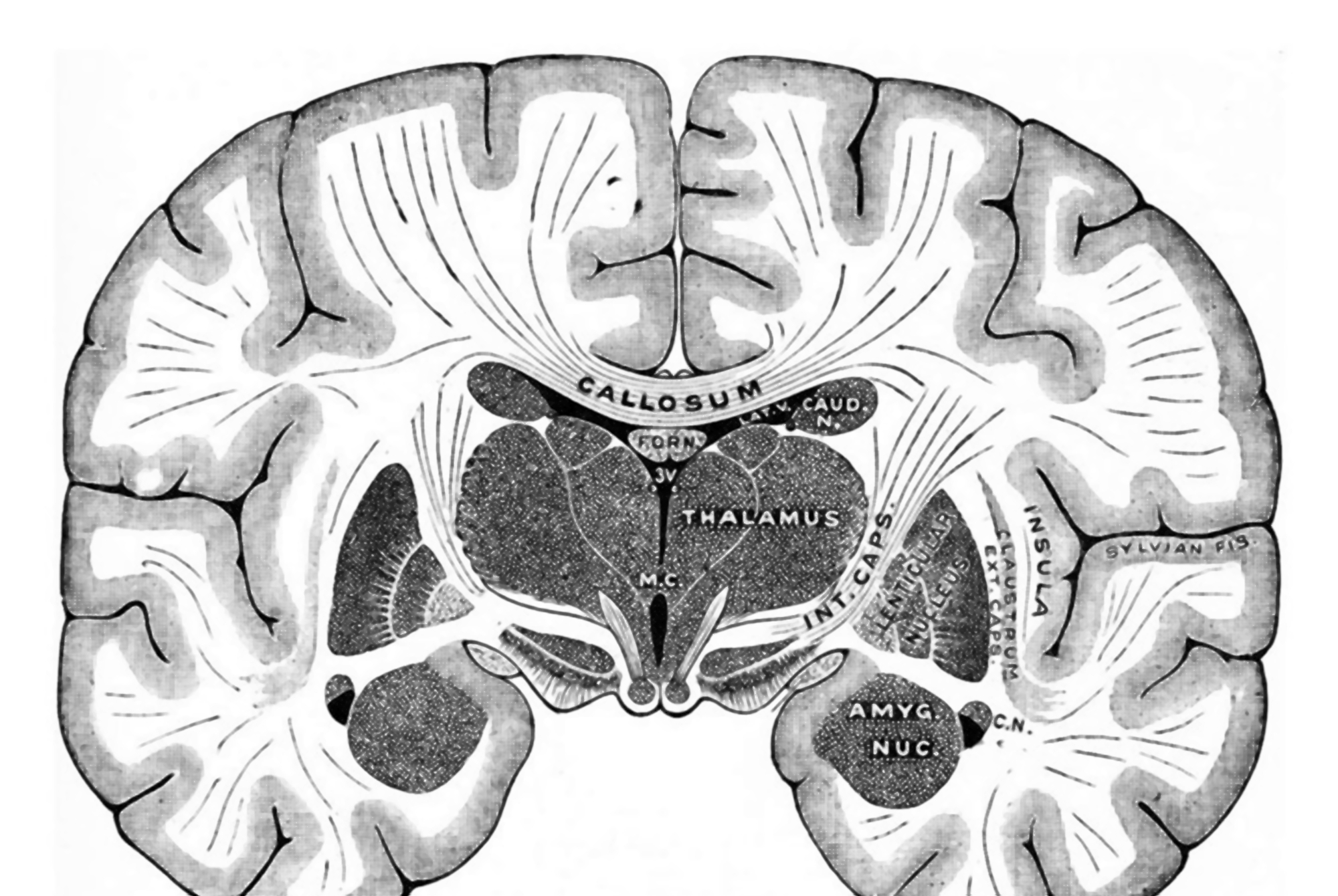 脑科学研究：男孩“开窍晚”不是因为笨，而是左右脑的合作不密切