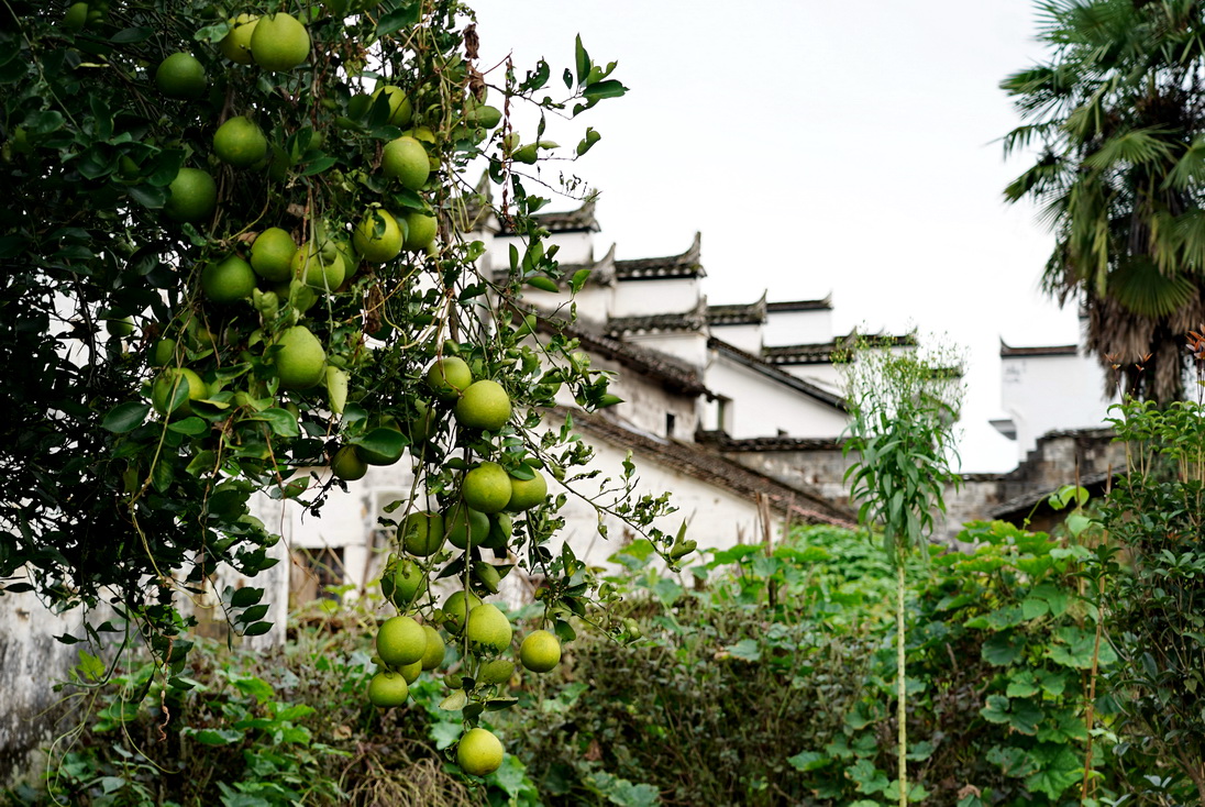 游江西婺源：一个叫漳村的地方，一条清澈的溪水，一部追过的电影