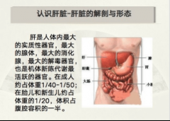 养肝就是养命