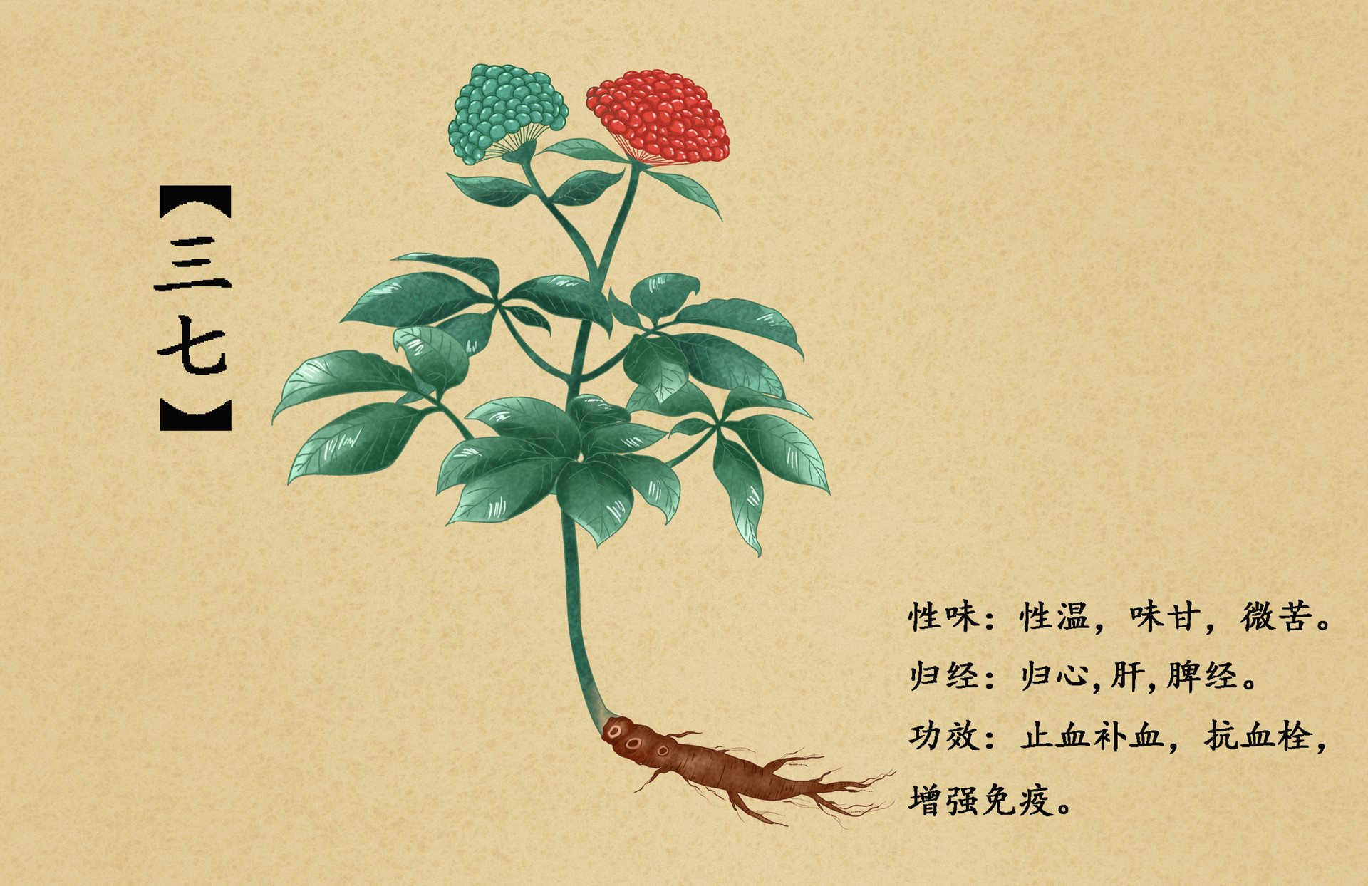 摄图网_400987781_banner_中草药三七插画（非企业商用）.jpg