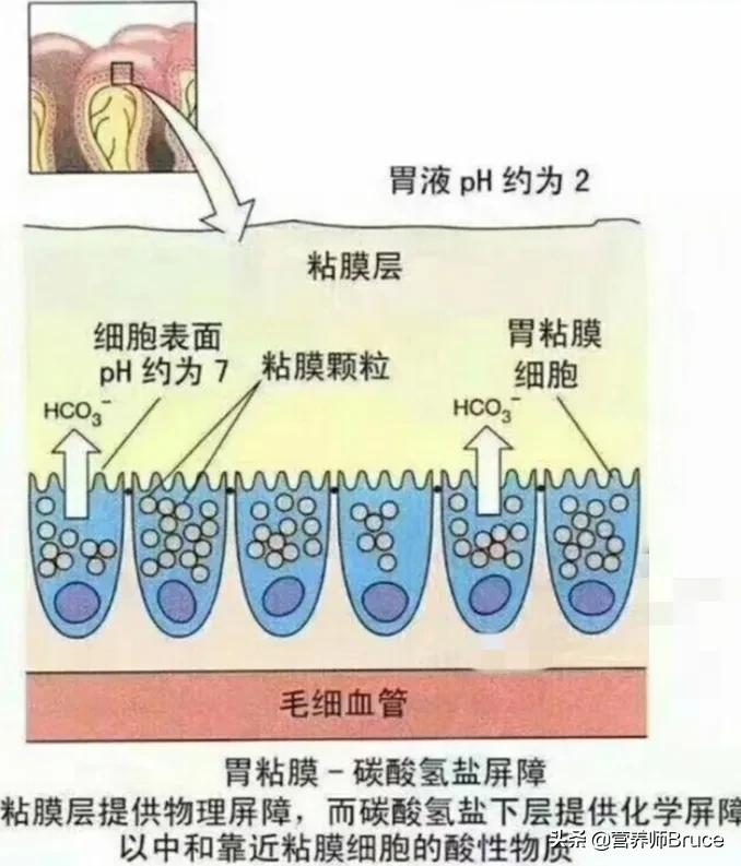 慢性胃炎不能吃哪些食物？应该吃些什么？