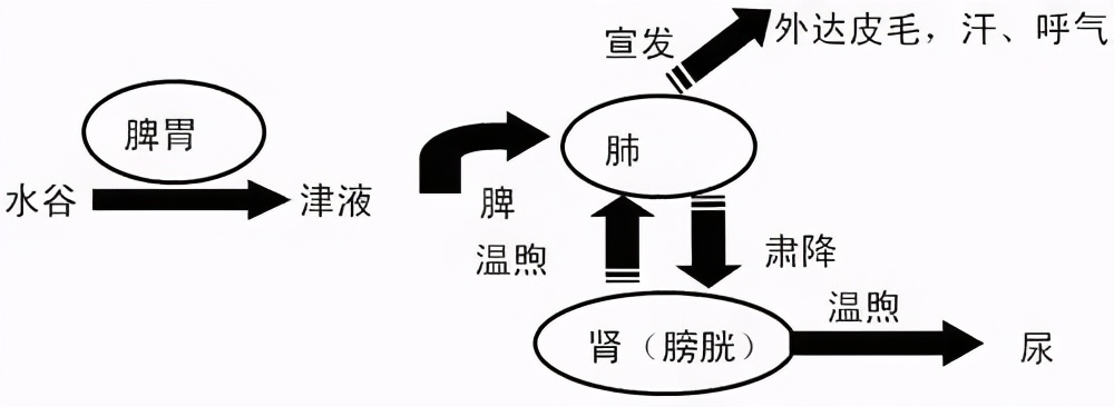 体内有痰湿？皆因这3种原因，根源找对了，才能有效祛痰湿