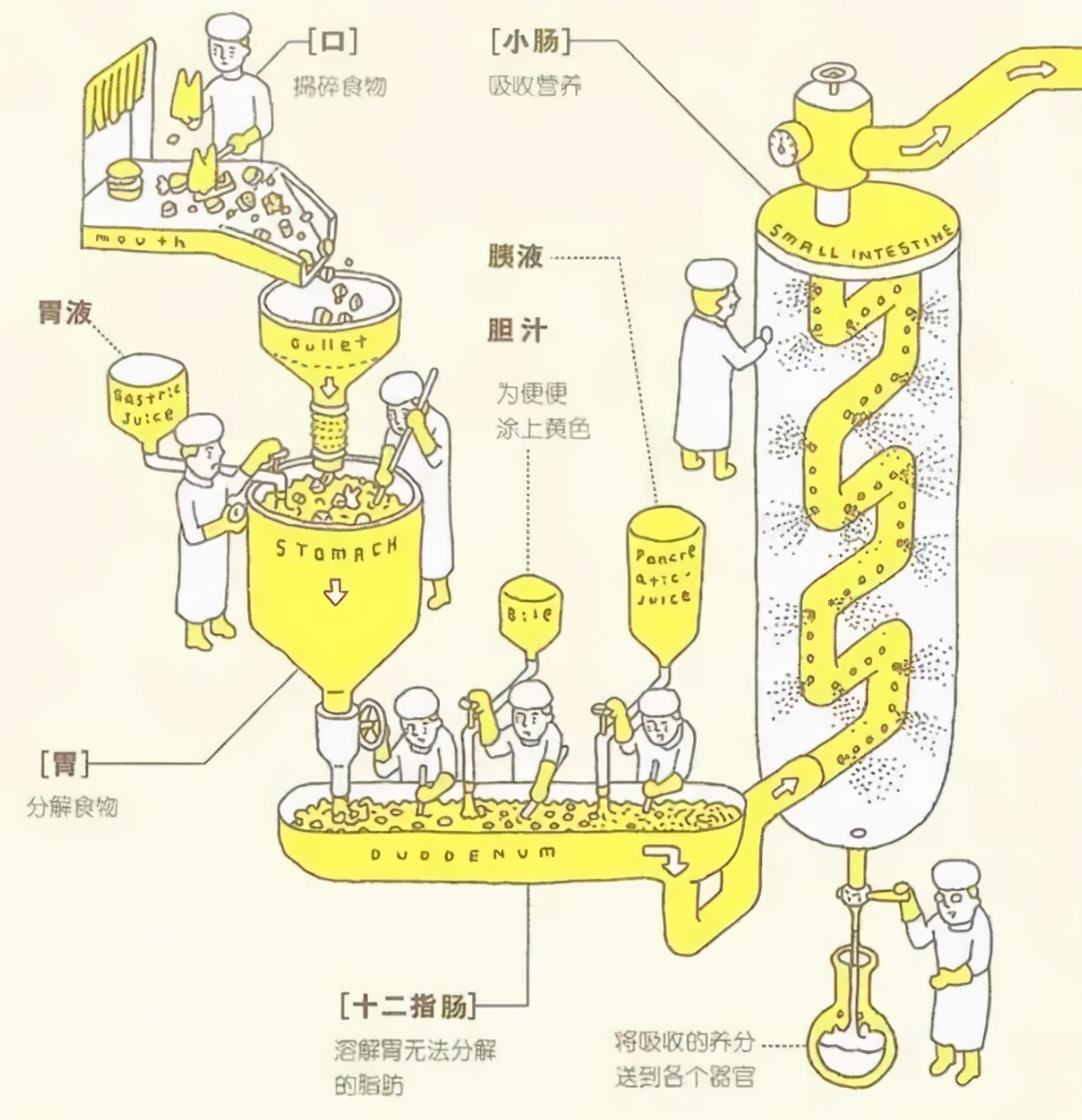 关于便秘，你需要知道的7件小事