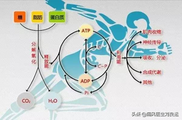 痛风是吃出来的病？尿酸高还是喝出来、累出来、懒出来和胖出来的