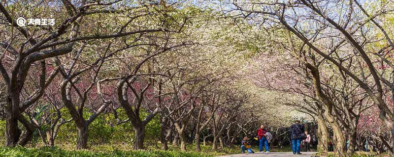 宝鸡市春季赏花去哪里