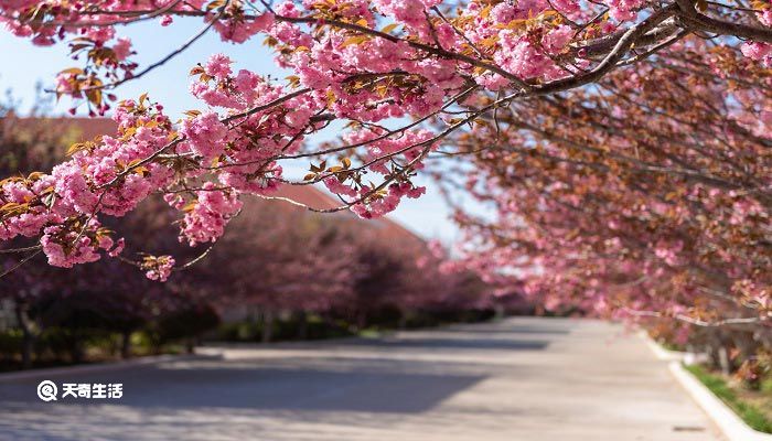 宝鸡市春季赏花去哪里