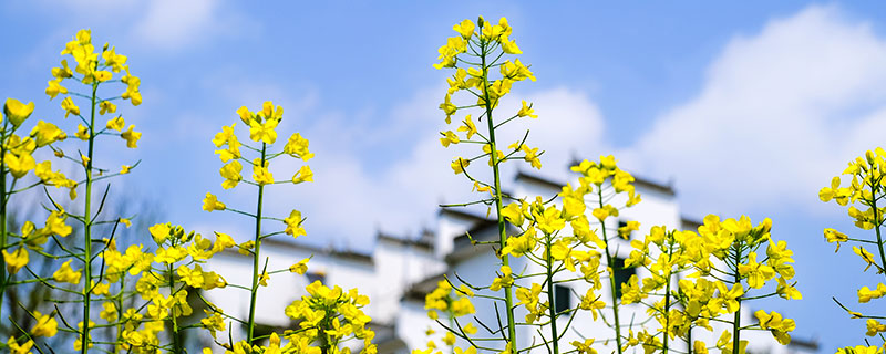 婺源油菜花什么时候开