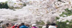 本溪市春季赏花去哪里 推荐本溪市春季