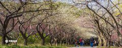 四平市春季赏花去哪里 推荐四平市春季