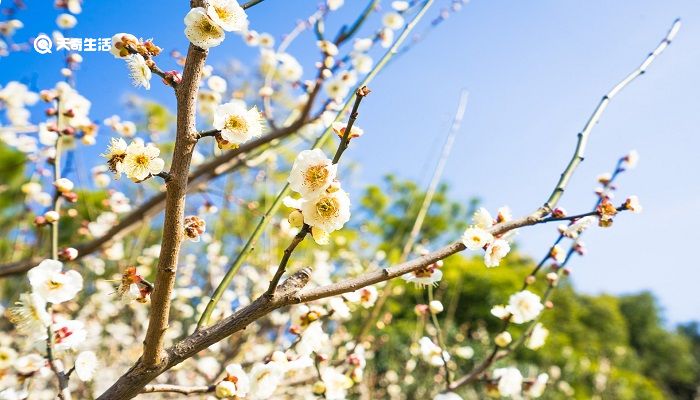 扬州市春季赏花去哪里