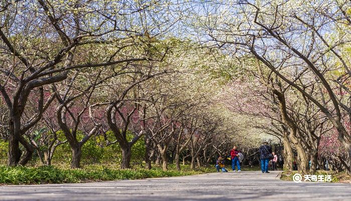 白城市春季赏花去哪里