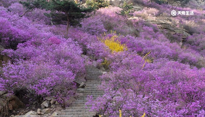 白城市春季赏花去哪里