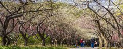 抚顺市春季赏花去哪里 推荐抚顺市春季