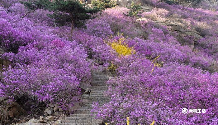 抚顺市春季赏花去哪里